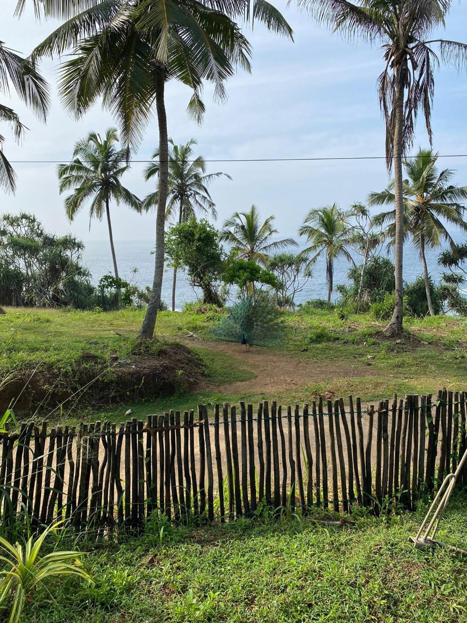 Tehan Homestay Dikwella Phòng bức ảnh